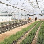 Büyükşehir’den Alanya’nın coğrafi işaretli keçiboynuzuna destek