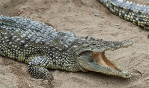 Büyükşehir’den çocuklara bayram hediyesi
