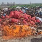 Çorum’da ele geçirilen kaçak sigara ve alkol imha edildi