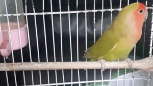 Denizli’de 14 papağan ile 150 su kaplumbağası ele geçirildi