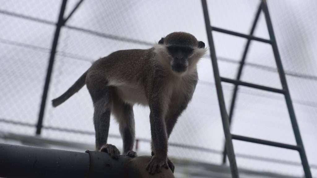 Denizli’de yakalanan maymun Konya’ya teslim edildi