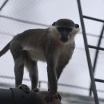 Denizli’de yakalanan maymun Konya’ya teslim edildi