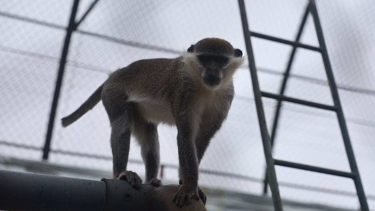 Denizli’de yakalanan maymun Konya’ya teslim edildi