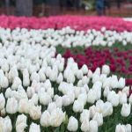 Emirgan Korusu, lalelerle bahara ‘merhaba’ dedi