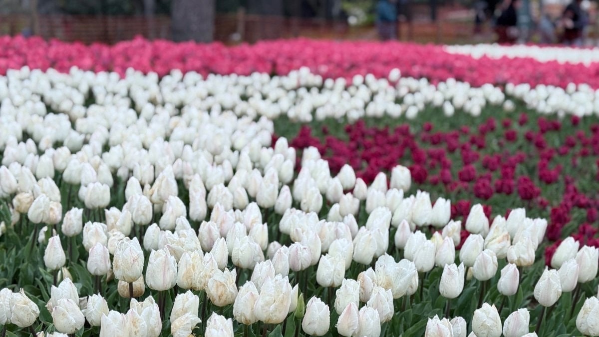 Emirgan Korusu, lalelerle bahara ‘merhaba’ dedi