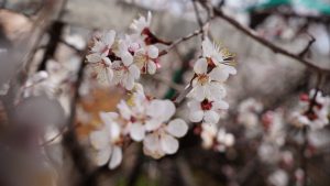 Erzincan’da bahar renkleri: Kayısı ağaçları çiçek açtı