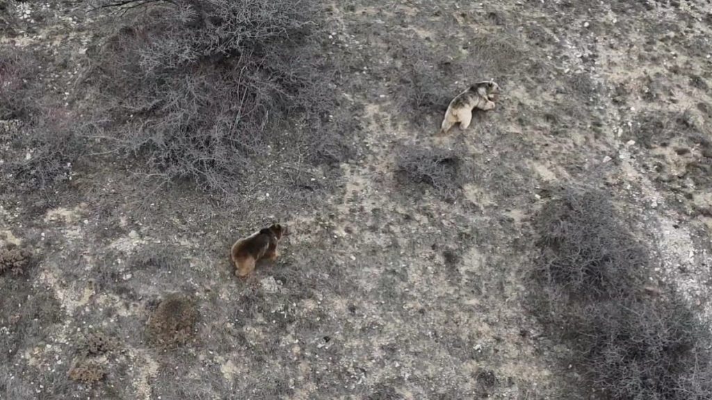 Erzincan’da kış uykusundan uyanan ayılar görüntülendi