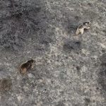 Erzincan’da kış uykusundan uyanan ayılar görüntülendi