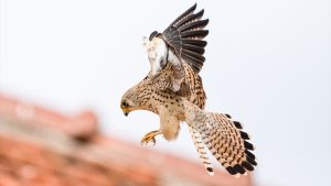 Gediz Deltası’nda bahar hareketliliği: ‘Küçük Kerkenezler’ yuvalarına döndü