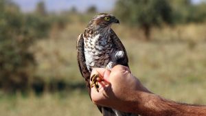 Geleneksel avcılığa yasal statü