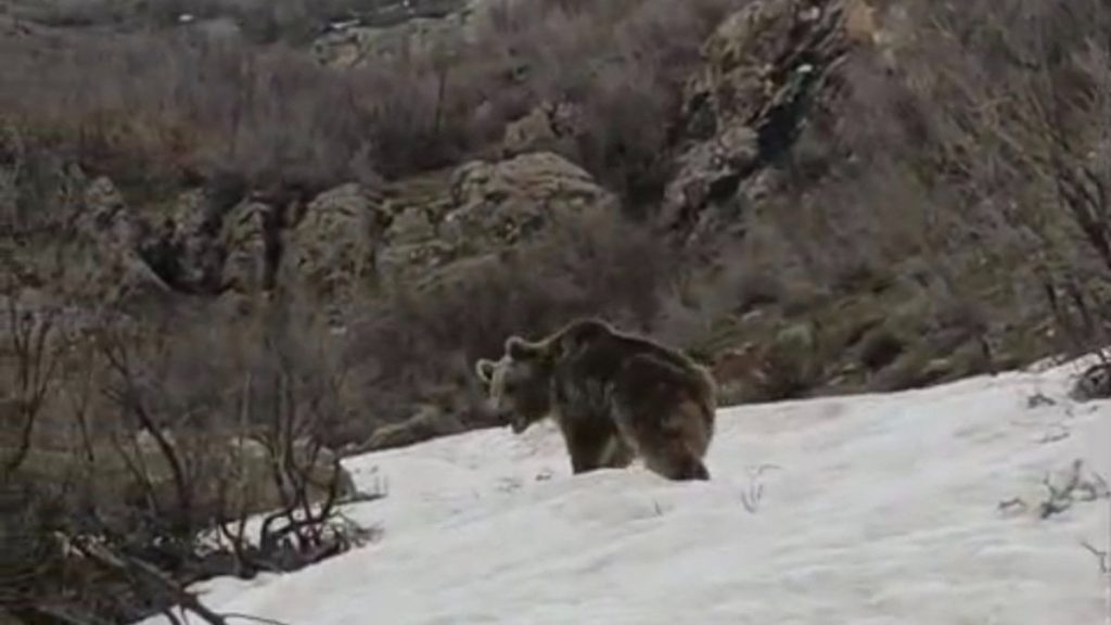 Hakkari’de ayıların kış uykusu bitti