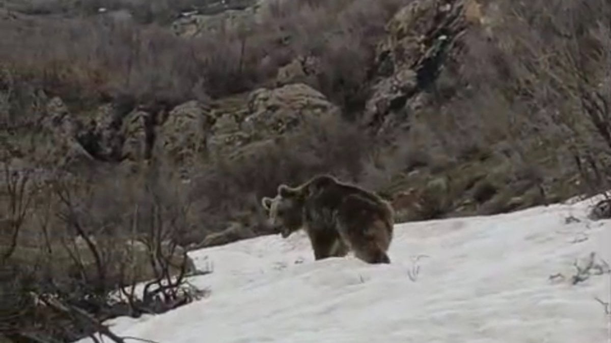 Hakkari’de ayıların kış uykusu bitti