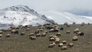 Hakkari’de küçükbaş hayvanlar meraya çıktı