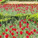 İstanbul’da Renk Cümbüşü: Lale Bayramı 11-12 Nisan’da Kutlanacak