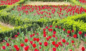 İstanbul’da Renk Cümbüşü: Lale Bayramı 11-12 Nisan’da Kutlanacak