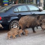 İzmir’de yaban domuzları şehre indi: Kedilerle birlitke besleniyorlar