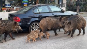 İzmir’de yaban domuzları şehre indi: Kedilerle birlitke besleniyorlar