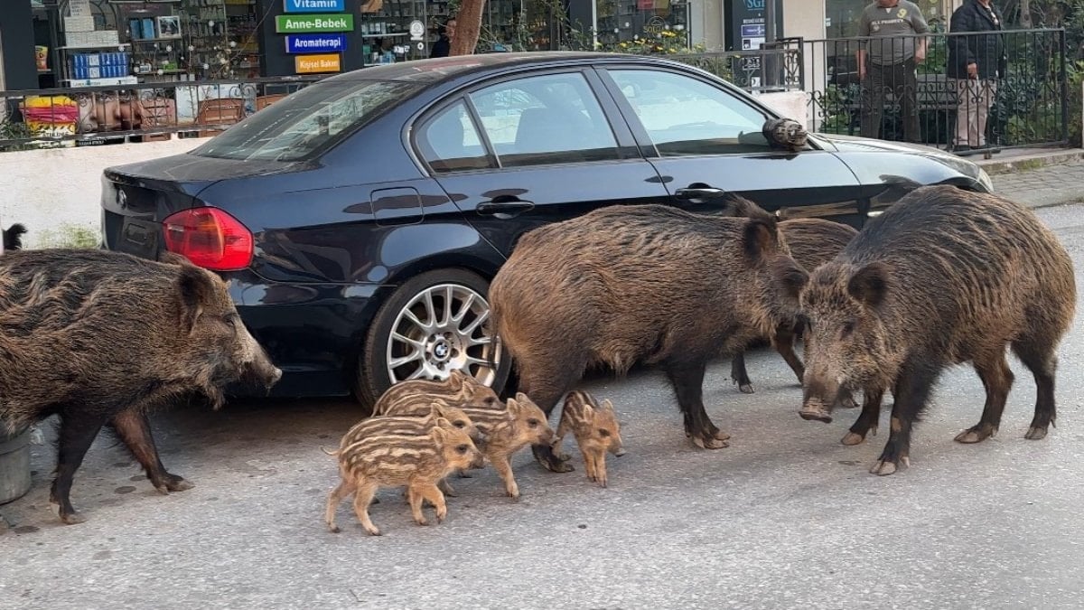 İzmir’de yaban domuzları şehre indi: Kedilerle birlitke besleniyorlar