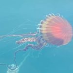 İzmit Körfezi’nde kırmızı denizanası uyarısı