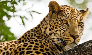 ‘Kalahari: Afrika’nın Gizli Çölü’, 19 Nisan Pazar 20.00’de National Geographic WILD Ekranlarında İzleyicilerle Buluşuyor!