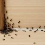 Karınca kovma duası: Neml suresi 18. ayet