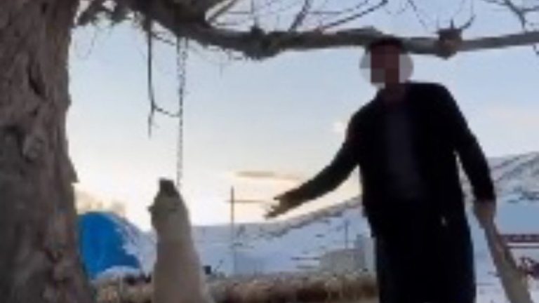 Kayseri’de bir şahıs çok yediği için köpeğini asarak öldürdü