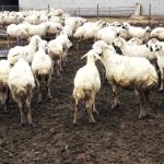 Kayseri’de çoban kıtlığı yaşanıyor: 80 bin lira maaş yeterli gelmiyor