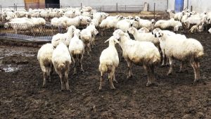 Kayseri’de çoban kıtlığı yaşanıyor: 80 bin lira maaş yeterli gelmiyor