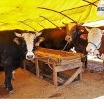 Keçiören’de Kurban Satış Alanı Başvuruları Başlıyor