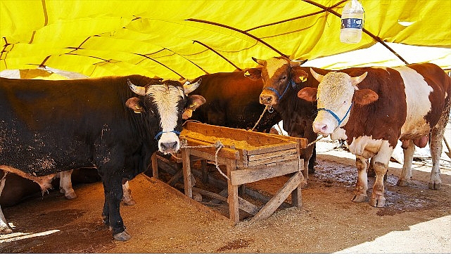 Keçiören’de Kurban Satış Alanı Başvuruları Başlıyor