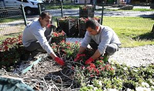 Kemer yaz sezonuna hazırlanıyor: İlçe petunyalarla süsleniyor