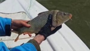 Kovada Gölü’nde 600 metrelik ağ ele geçirildi