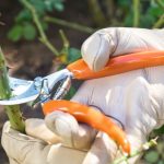 Makasları hazırlayın: Nisan ayında bu 5 bitkiyi budayan yaza bayram edecek