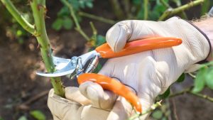 Makasları hazırlayın: Nisan ayında bu 5 bitkiyi budayan yaza bayram edecek