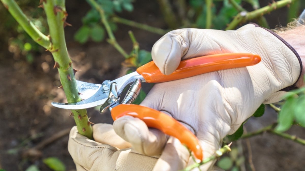 Makasları hazırlayın: Nisan ayında bu 5 bitkiyi budayan yaza bayram edecek