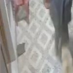 Manisa’da başıboş köpek bir vatandaşın parmağını kopardı