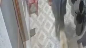 Manisa’da başıboş köpek bir vatandaşın parmağını kopardı