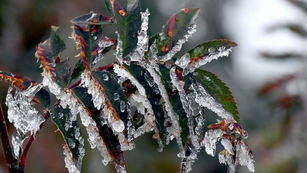 Meteoroloji’den ‘zirai don’ uyarısı: Birçok bölgeyi etkileyecek