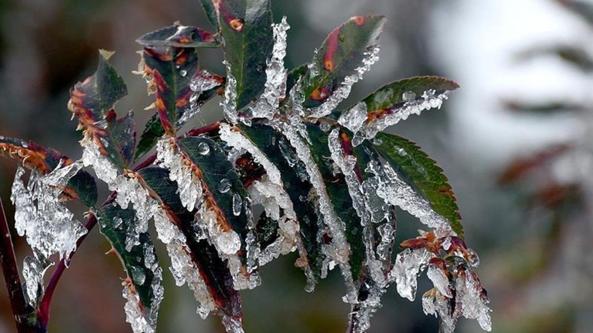 Meteoroloji’den ‘zirai don’ uyarısı: Birçok bölgeyi etkileyecek