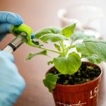 Nisan ayında ne ekilir: Saksıya uygun sebze meyveler