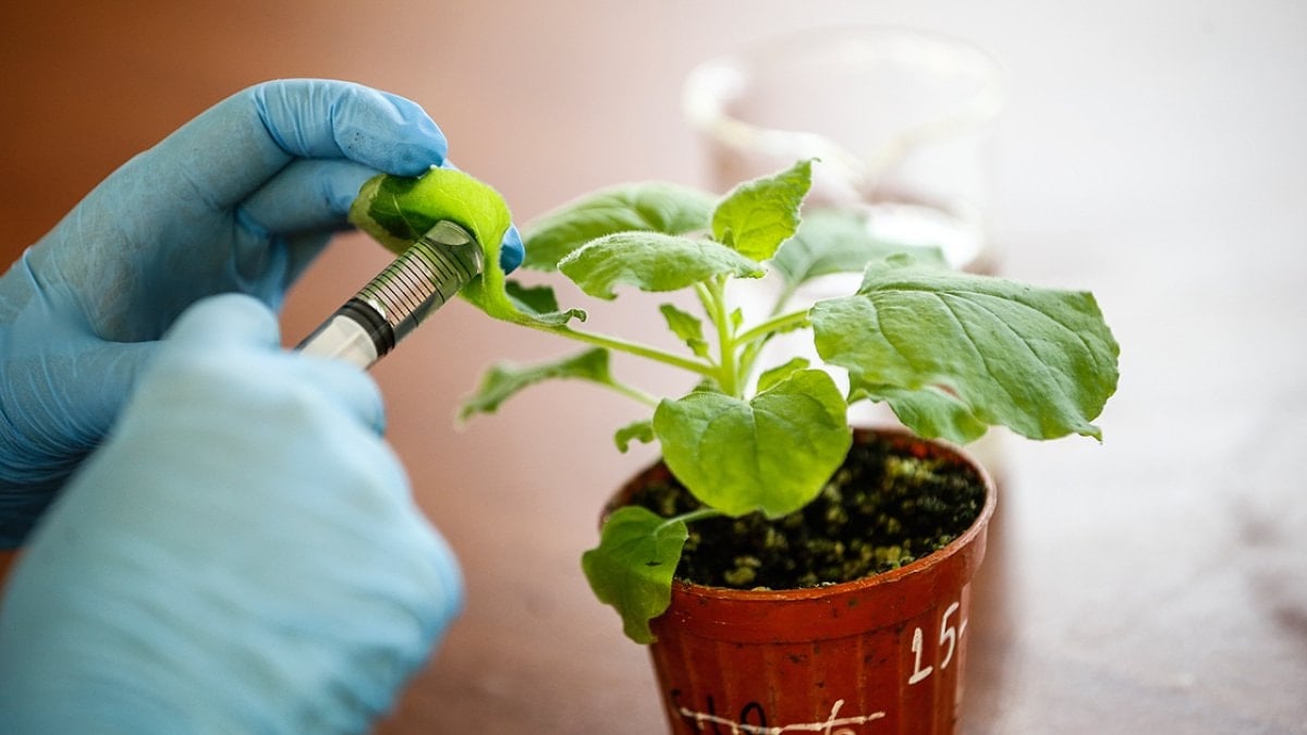 Nisan ayında ne ekilir: Saksıya uygun sebze meyveler