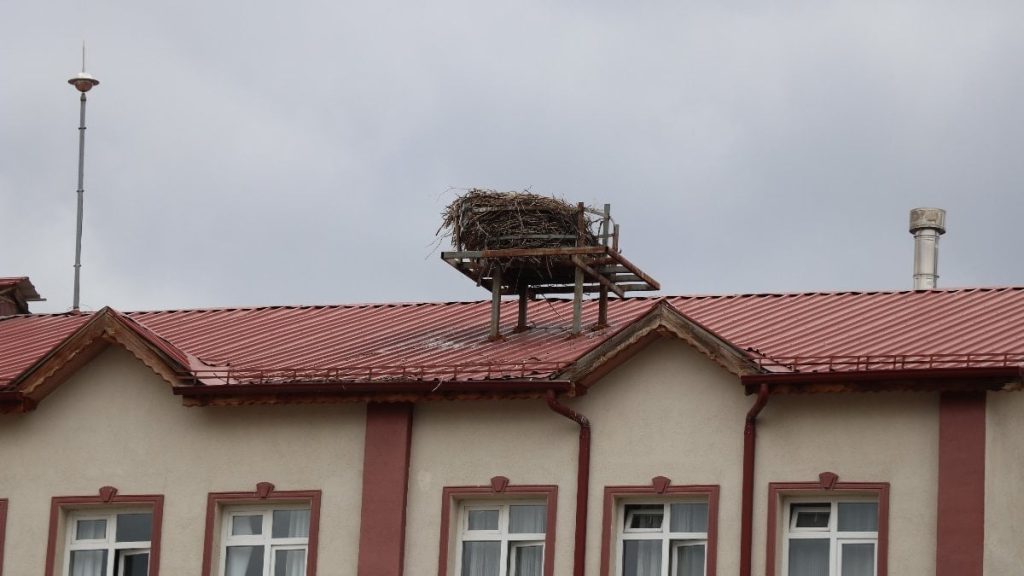 Sivas’ta baharın simgesi leylekler bu yıl gecikti: Öğrenciler özlemle bekliyor