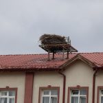 Sivas’ta baharın simgesi leylekler bu yıl gecikti: Öğrenciler özlemle bekliyor