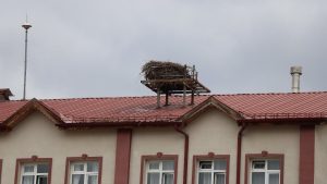 Sivas’ta baharın simgesi leylekler bu yıl gecikti: Öğrenciler özlemle bekliyor