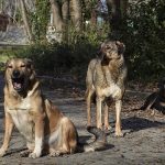 Sözde hayvanseverden okul saldırılarına ilişkin paylaşım: Köpeklerin ahı var