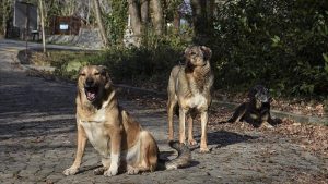 Sözde hayvanseverden okul saldırılarına ilişkin paylaşım: Köpeklerin ahı var