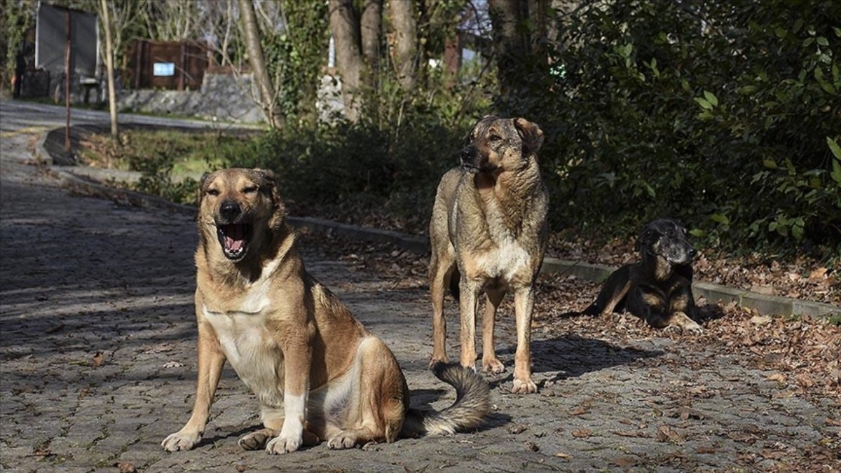 Sözde hayvanseverden okul saldırılarına ilişkin paylaşım: Köpeklerin ahı var