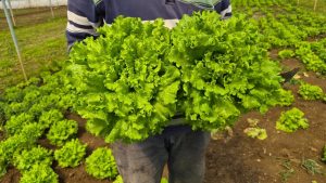 Tarlada ortalama 15 TL olan marulun fiyatı tezgahlarda 100 TL’yi buluyor