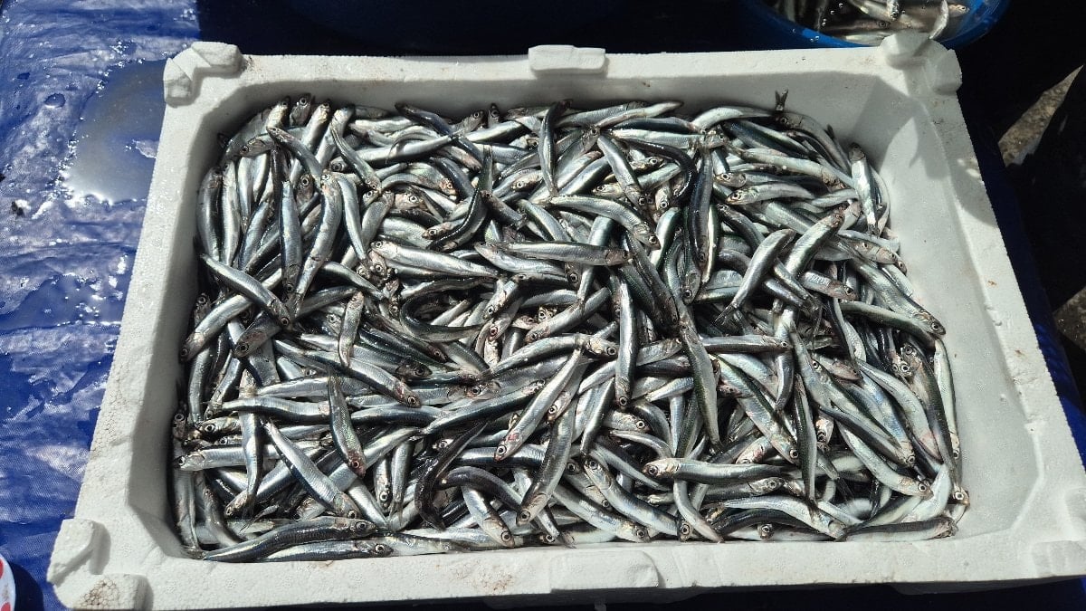 Tekirdağ’da av yasağı öncesi balık pazarlarında yoğunluk