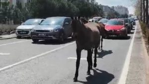 Tekirdağ’da başıboş atlar şehrin yollarını kilitledi